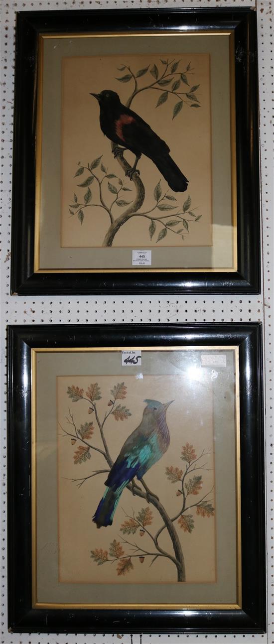 3 framed feather watercolours of birds & 1 other